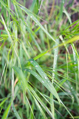 dew on grass