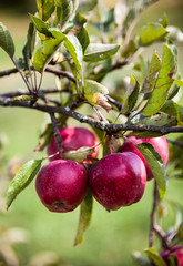 Red apples on the apple tree