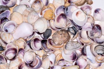 Bright colorful summer background of scallop seashells