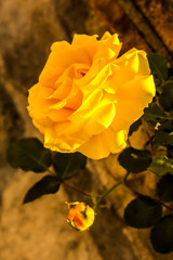 Fototapeta premium Le Rose Gialle sono simbolo di amicizia, ottimismo, saggezza, energia e felicità. Questi significati vengono dati alla luminosità e alla purezza dell’oro e all’energia e l’intensità della luce solare