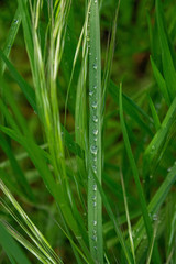 dew on grass