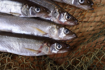 Smelt fishes on net. Pacific smelt variety