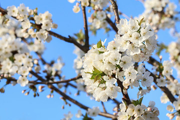 Flowering plum tree in the garden.