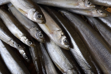 Fototapeta premium Smelt fishes on net. Pacific smelt fish variety