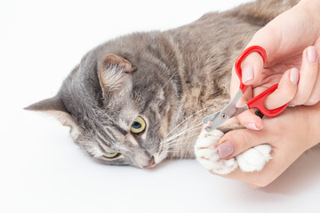Cutting off the cat claws with special scissors. Cat care and hygiene at home and in a veterinary...
