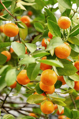 Close up of ripe ogange tangerine fruits growing on the tree