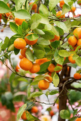 Close up of ripe orange tangerine fruits growing on the tree