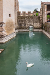 White swans and wild ducks swim in a moat filled with water in front of the walls of the Castello Scaligero fortress in the Sirmione town in Lombardy, northern Italy