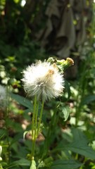 cotton plant