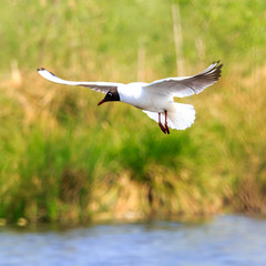 Lachmöwe im Flug