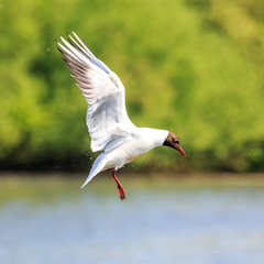 Lachmöwe im Flug