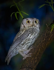 Western Screech Owl