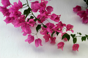 Flores rosas de buganvilla. Es una planta que pertenece a la familia Nyctaginaceae