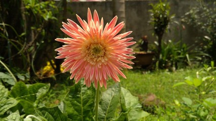 Alluring Zinia flower in a greeny background.