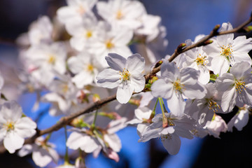 桜