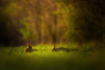European rabbit - Oryctolagus cuniculus on a meadow