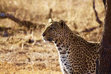 Fototapeta na wymiar Un léopard sortant de nul part