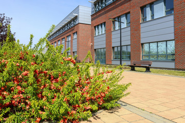 KRAKOW, POLAND - APRIL 20, 2020: Beautiful blooming shrubs at the campus of The Jagiellonian University