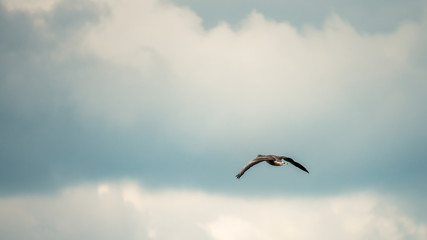 Wild greylag goose flying in a cloudy sky