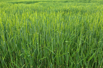 Obraz premium Green winter crops in the fields began to spike