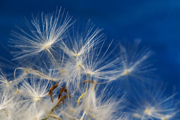 Closeup macro image of dandelion seed heads with delicate lace patterns on a blue sky background