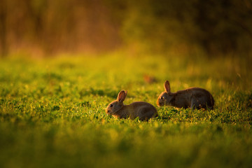European rabbit - Oryctolagus cuniculus on a meadow