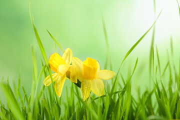 Obraz premium Bright spring grass and daffodils with dew against blurred background