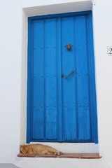 Gato callejero en una puerta de casa azul. Imagen tomada en el pueblo de Frigiliana (Málaga, España)
