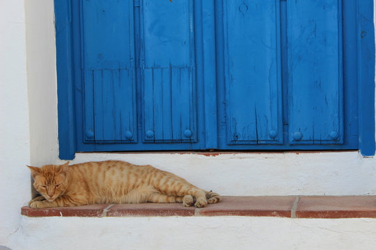 Cat sleeping by the blue door of a house - Powered by Adobe