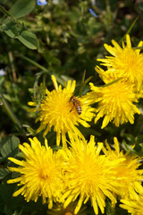 Apis mellifera on Taraxacum officinalis flowers. Honey bee on yellow Dandelion flowers on springtime.

