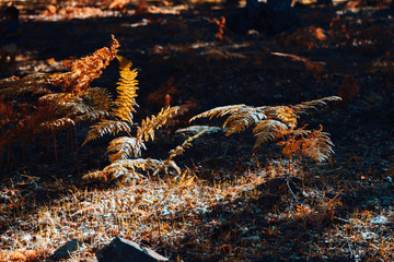 Autumn chestnut forest in Spain with warm colors and ferns