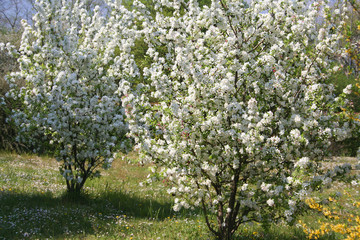 Two apple trees in bloom with many white flowers in the garden on a sunny springtime day
