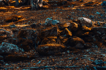 Autumn chestnut forest in Spain with warm colors