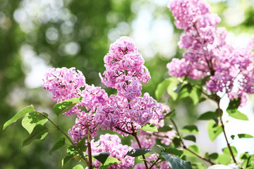 Spring blooming lilac tree flowers. Lilac blossom in spring.