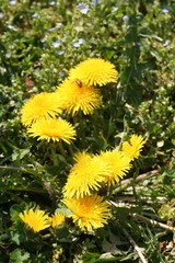 Dandelion plant with many yellow flowers in the meadow. Taraxacum officinalis on a sunny day

