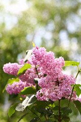 Obraz premium Spring blooming lilac tree flowers. Lilac blossom in spring.