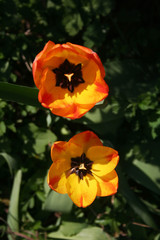 Tulip flowers in bloom in the garden on springtime. Tulipa plant