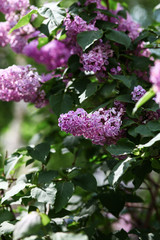 Spring blooming lilac tree flowers. Lilac blossom in spring.