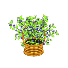 Blackberry in basket wicker with a vine. Green leaves blue berry art design elements object isolated stock vector illustration for web, for print