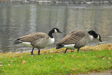 Canadian geese on the lake. Finland.
