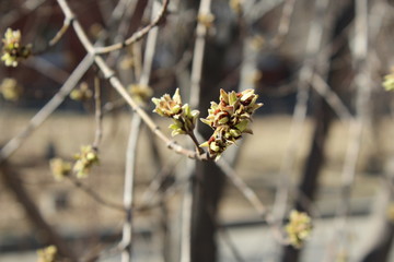 spring branch