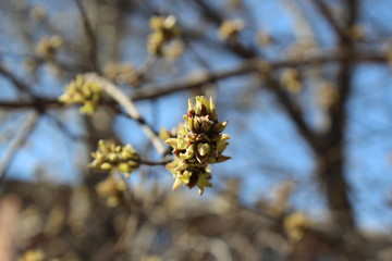 spring branch