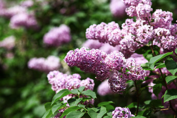 Spring blooming lilac tree flowers. Lilac blossom in spring.