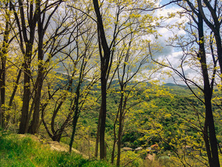 Trees with young foliage on a sunny day against the backdrop of the mountains.