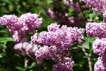 Spring blooming lilac tree flowers. Lilac blossom in spring.