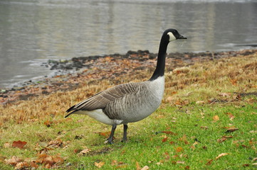 Canada goose on the lake. Finland.