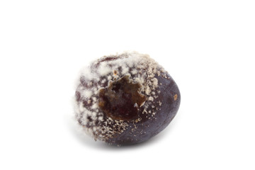 Rotten plum