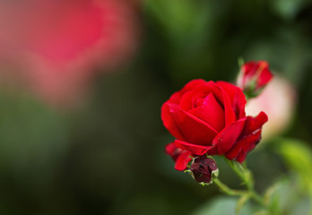 Garden spray red roses. Green leaves on branches, bushes of bright blooming roses on sunny day. Natural floral background. Botanical blossom concept. Selective focus image. Copy space mockup