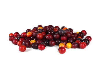 Different plum varieties