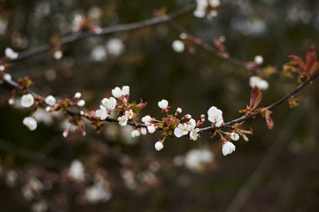 Close-up picture of tree in blossom. Small white flowers on the bush branches in forest woods field in spring. Natural environmental background.